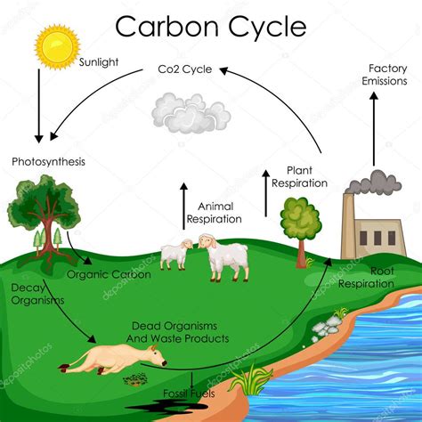 ciclo del carbono dibujo